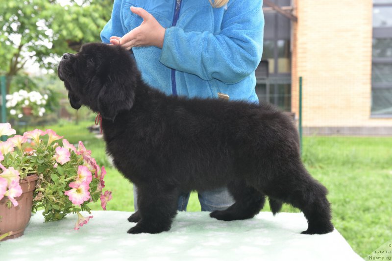 Фото: ньюфаундленд Стеалбеарс Альбакьяра (Stealbears Albachiara)