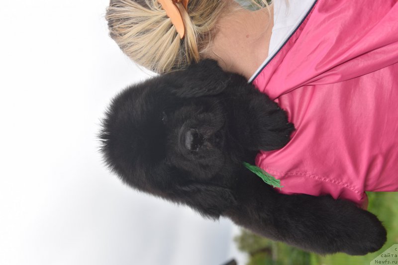 Фото: ньюфаундленд Стеалбеарс Алвейс он Тайм ат Голден Оак (Stealbears Aways on Time at Golden Oak)