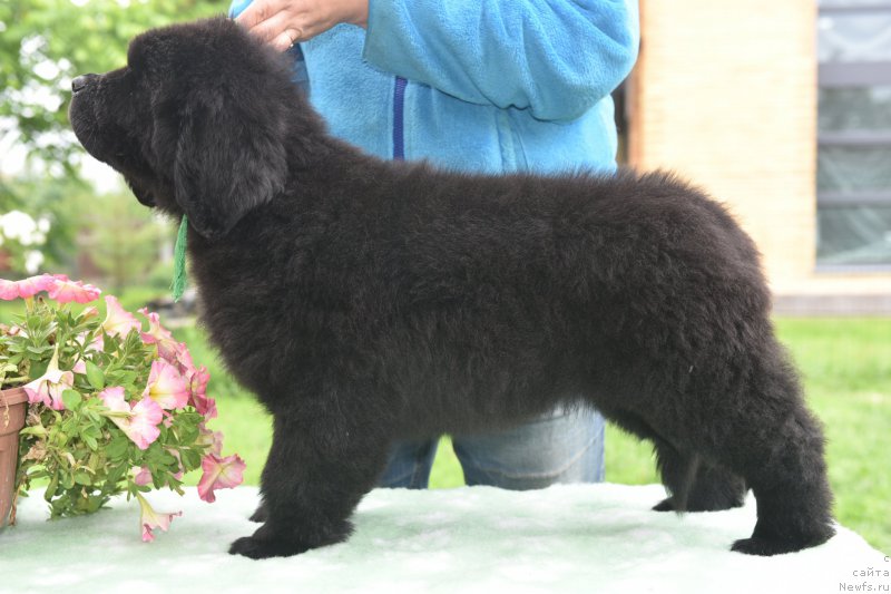 Фото: ньюфаундленд Стеалбеарс Алвейс он Тайм ат Голден Оак (Stealbears Aways on Time at Golden Oak)