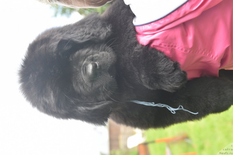 Фото: ньюфаундленд Стеалбеарс Аквамарин (Stealbears Aquamarine)