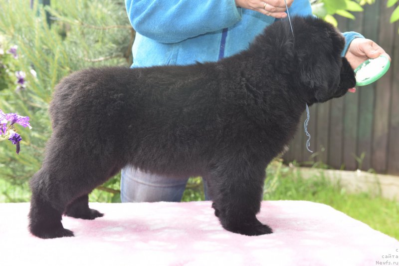 Фото: ньюфаундленд Стеалбеарс Аквамарин (Stealbears Aquamarine)