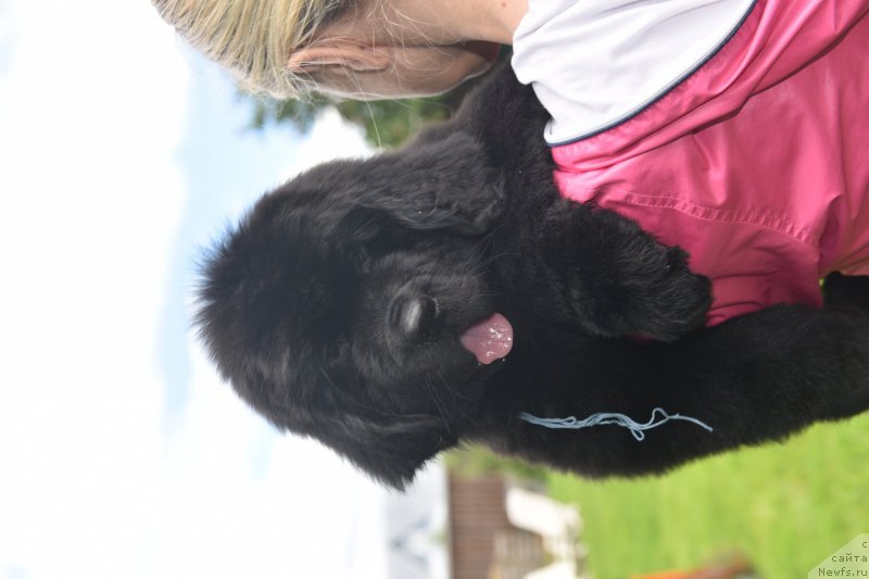 Фото: ньюфаундленд Стеалбеарс Аквамарин (Stealbears Aquamarine)