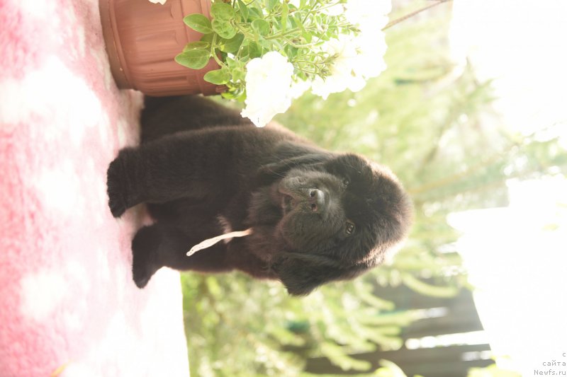 Фото: ньюфаундленд Стеалбеарс Ат Май Бэст (Stealbears At my Best)