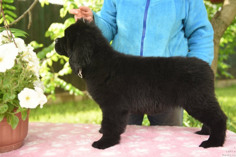 Фото: ньюфаундленд Стеалбеарс Ат Май Бэст (Stealbears At my Best)