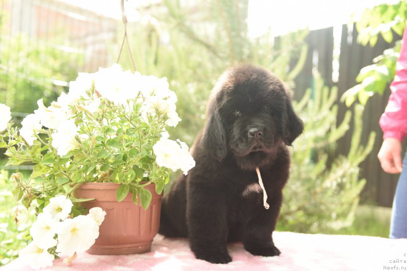 Фото: ньюфаундленд Стеалбеарс Ат Май Бэст (Stealbears At my Best)