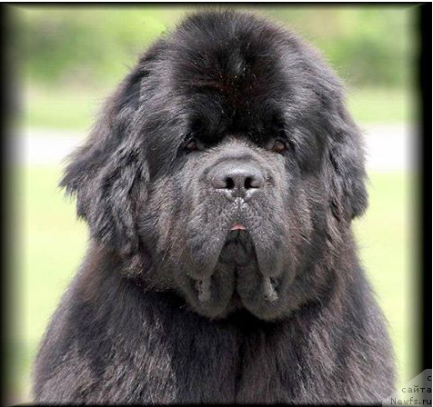 Фото: ньюфаундленд Dream Time for Shadows Eternity