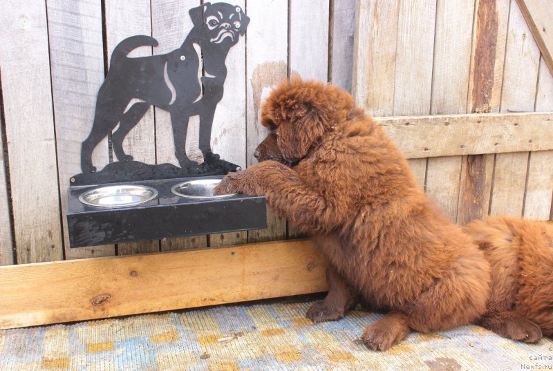 Фото: ньюфаундленд Браунблад МСК Джейн Венди