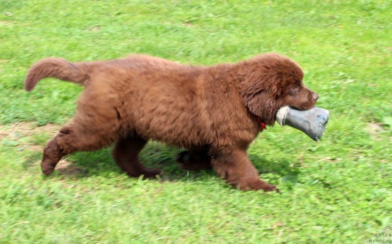 Фото: ньюфаундленд Браунблад МСК Дэлиция Шари (Brownblood MSK Delicia Shari)