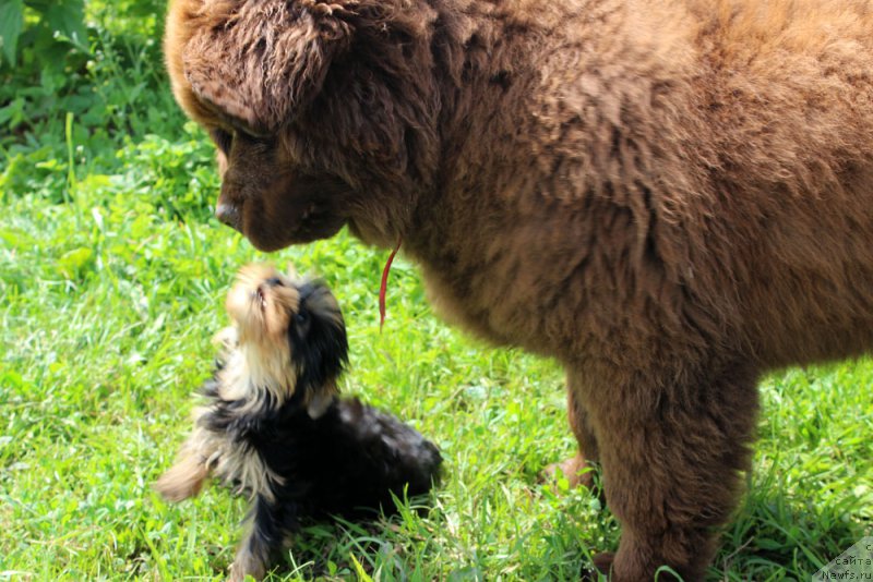 Фото: ньюфаундленд Браунблад МСК Дэлиция Шари (Brownblood MSK Delicia Shari)