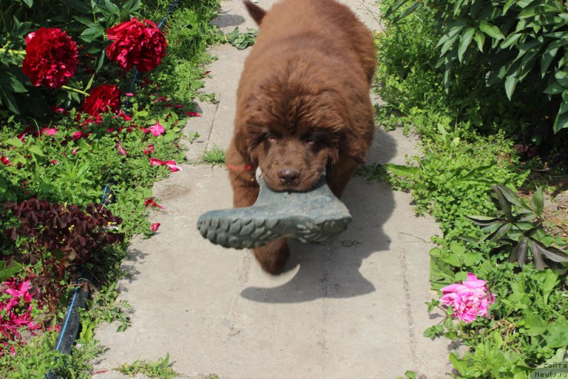 Фото: ньюфаундленд Браунблад МСК Дэлиция Шари (Brownblood MSK Delicia Shari)