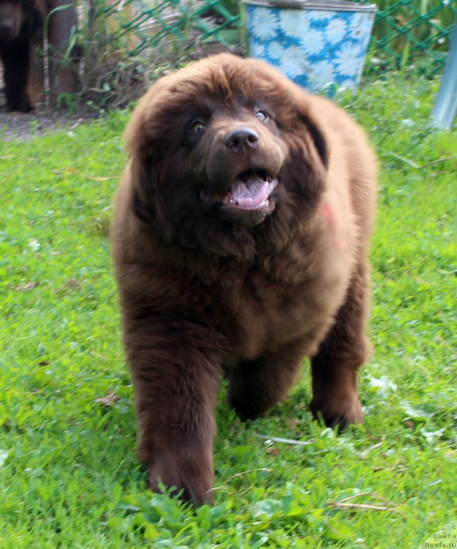 Фото: ньюфаундленд Браунблад МСК Дэлиция Шари (Brownblood MSK Delicia Shari)