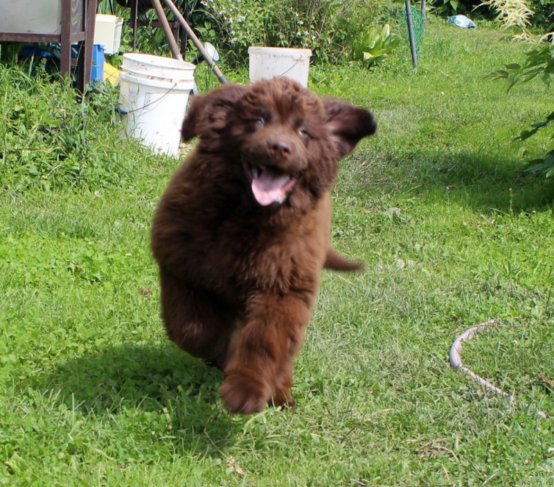 Фото: ньюфаундленд Браунблад МСК Дарли Ринна (Brownblood MSK Darley Rinna)