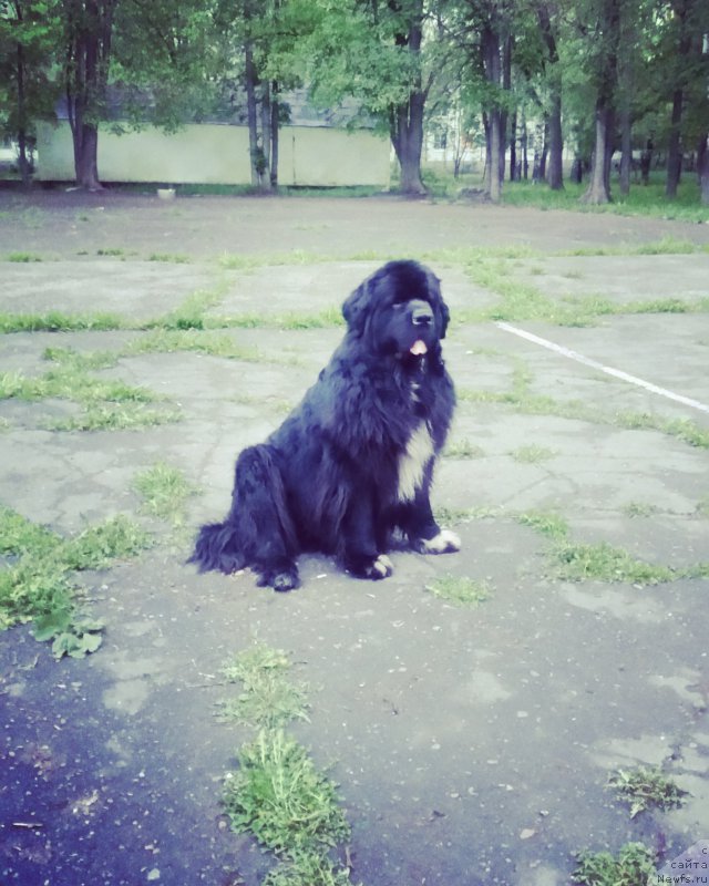 Фото: ньюфаундленд Старди Коллекшн Баловень