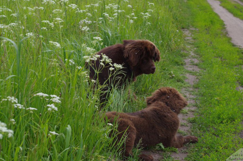 Фото: ньюфаундленд Браунблад МСК Абрамс-Стронг (Brownblood MSK Abrams-Strong), ньюфаундленд Браунблад МСК Ларчи Ардон (Brownblood MSK Larchie Ardon)