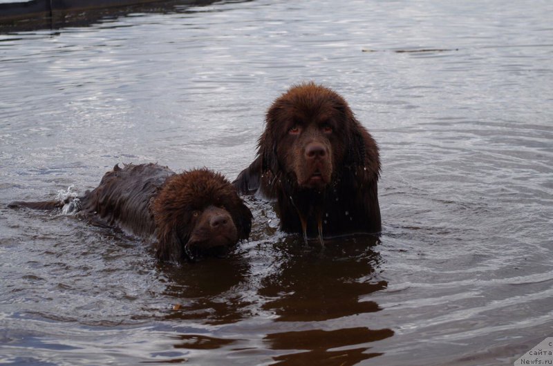 Фото: ньюфаундленд Браунблад МСК Ларчи Ардон (Brownblood MSK Larchie Ardon), ньюфаундленд Браунблад МСК Абрамс-Стронг (Brownblood MSK Abrams-Strong)