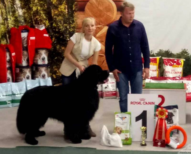 Фото: ньюфаундленд Дар Свезы Сии Энд Эдмире