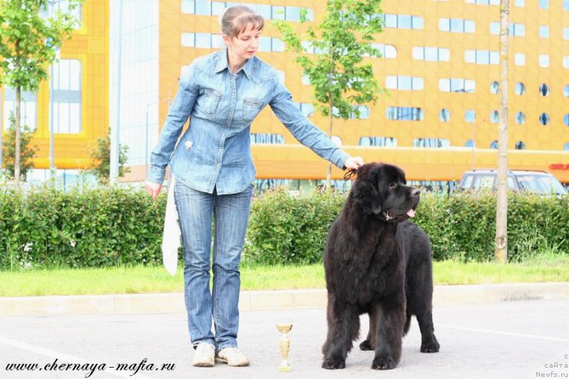 Фото: ньюфаундленд Черная Мафия Бекаусе И Ам Вортх Ит (Chernaya Mafia Because I Am Worth It)