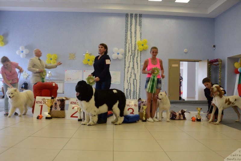 Фото: ньюфаундленд Супер Бизон Матильда