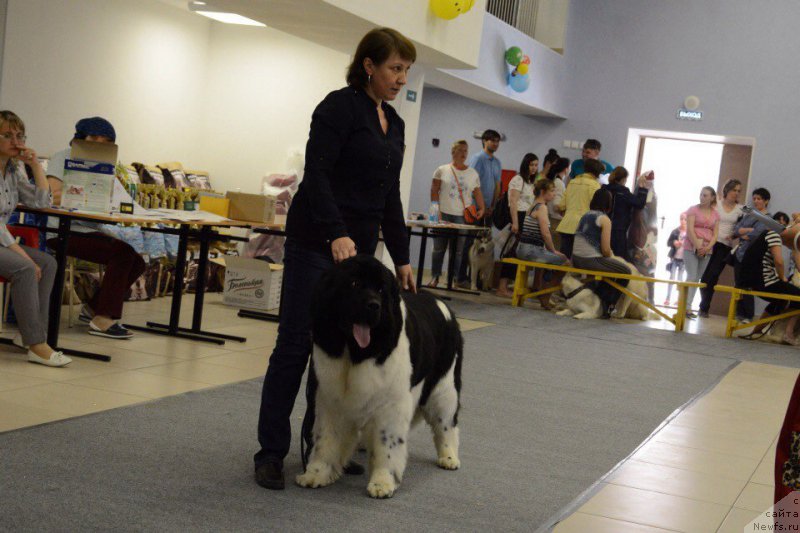 Фото: ньюфаундленд Супер Бизон Матильда