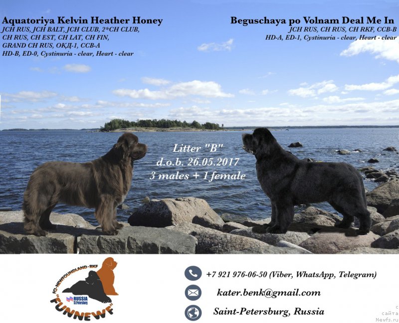 Фото: ньюфаундленд Акватория Келвин Хизер Хани (Aquatoriya Kelvin Heather Honey), ньюфаундленд Бегущая по Волнам Деал Ме Ин (Beguschaya po Volnam Deal Me In)