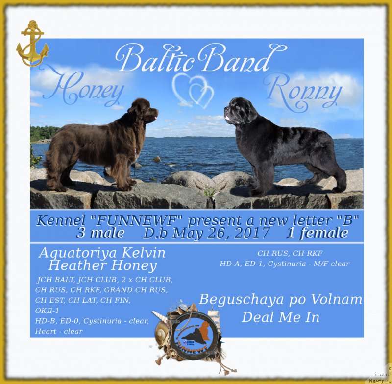 Фото: ньюфаундленд Акватория Келвин Хизер Хани (Aquatoriya Kelvin Heather Honey), ньюфаундленд Бегущая по Волнам Деал Ме Ин (Beguschaya po Volnam Deal Me In)