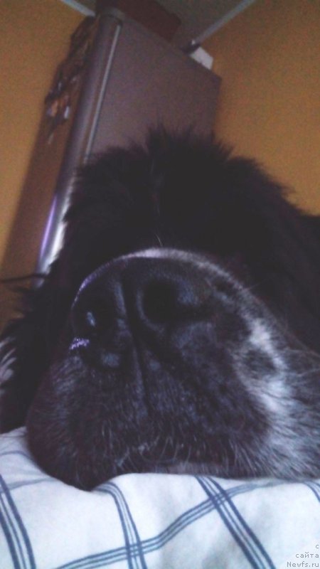 Фото: ньюфаундленд Маг Исполин Морская Жемчужина