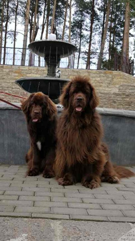 Фото: ньюфаундленд Newettas Vanessa, ньюфаундленд Браунблад МСК Альпина Гуардиан Соул (Brownblood MSK Alpina Guardian Soul)