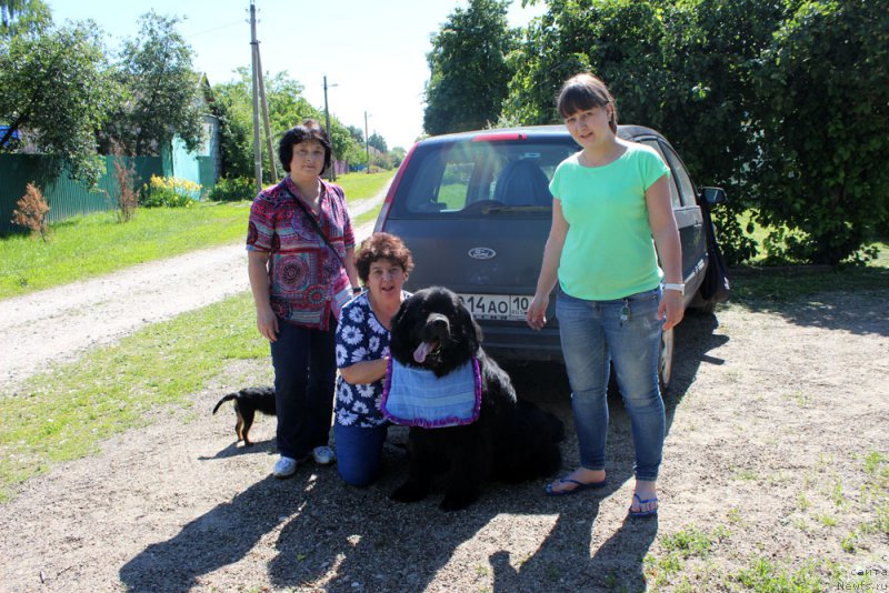Фото: ньюфаундленд Чарльз Балу Блек Биар, Елена Шмелева