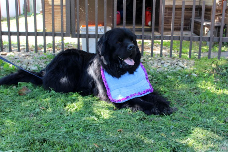 Фото: ньюфаундленд Чарльз Балу Блек Биар