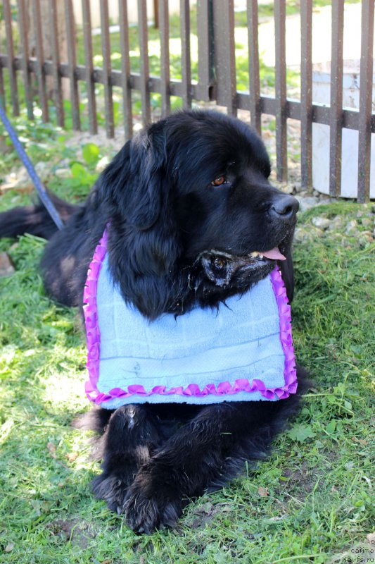 Фото: ньюфаундленд Чарльз Балу Блек Биар