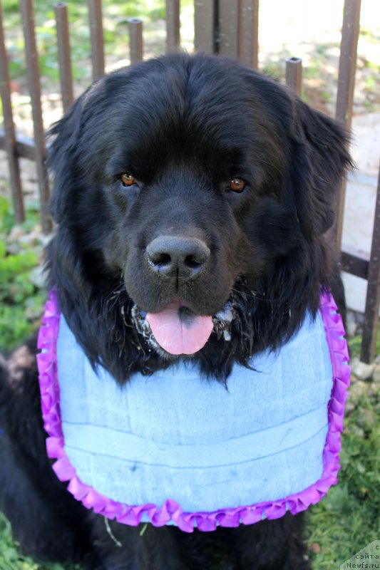 Фото: ньюфаундленд Чарльз Балу Блек Биар