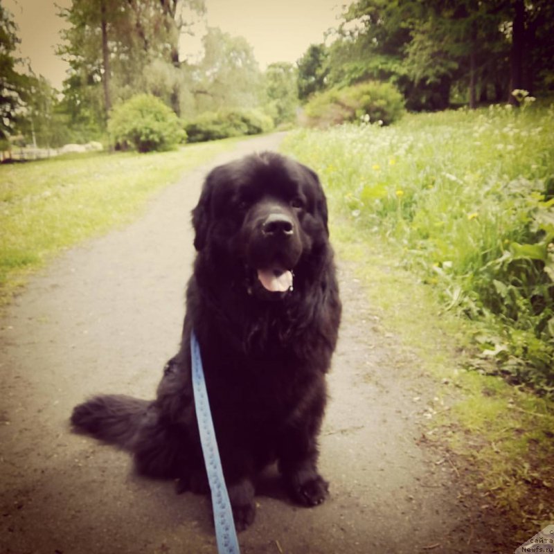 Фото: ньюфаундленд Чарльз Балу Блек Биар
