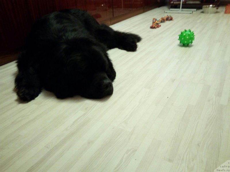 Фото: ньюфаундленд Чарльз Балу Блек Биар