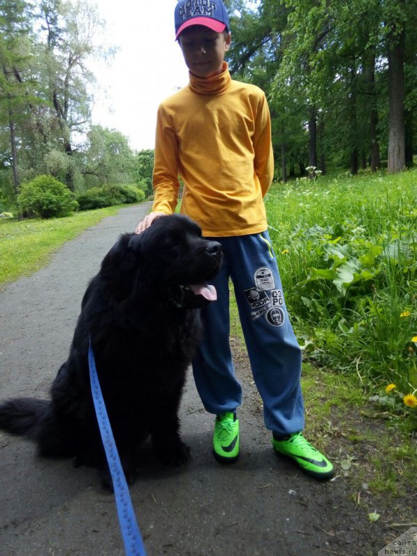 Фото: ньюфаундленд Чарльз Балу Блек Биар