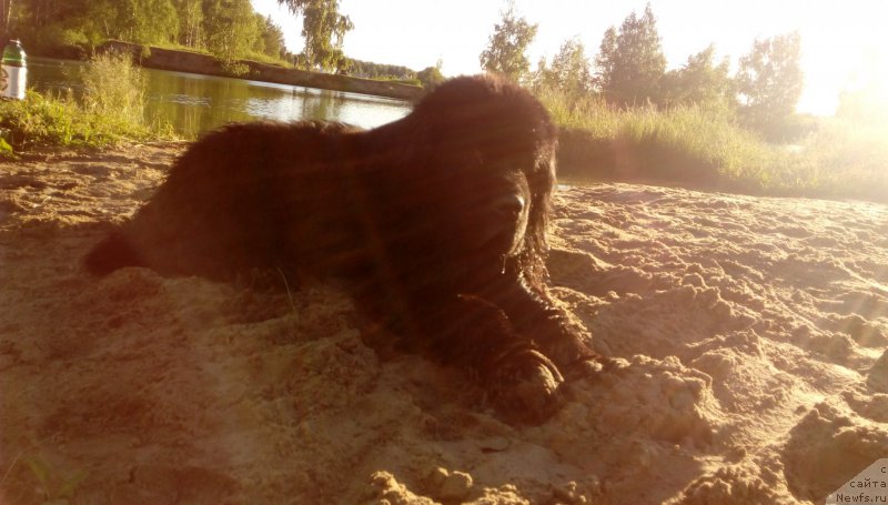 Фото: ньюфаундленд Амулет Любви и Счастья (Amulet Lyubvi i Schastya)