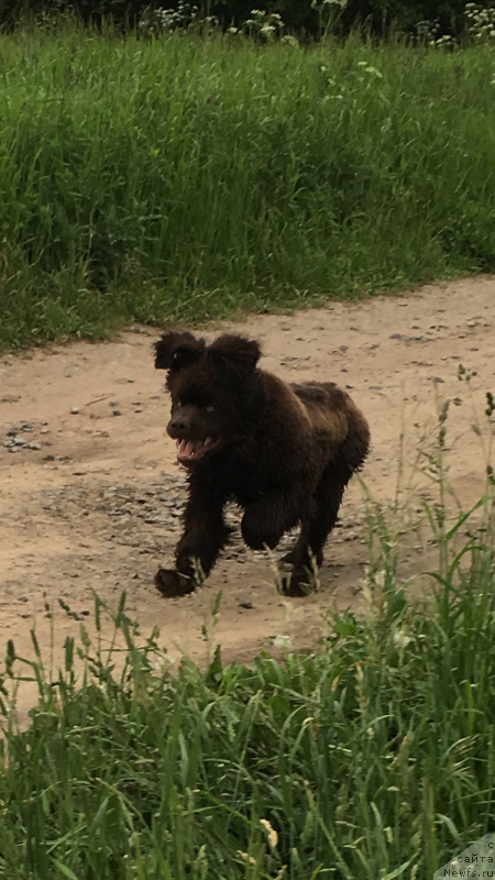Фото: ньюфаундленд Браунблад МСК Ларчи Ардон (Brownblood MSK Larchie Ardon)