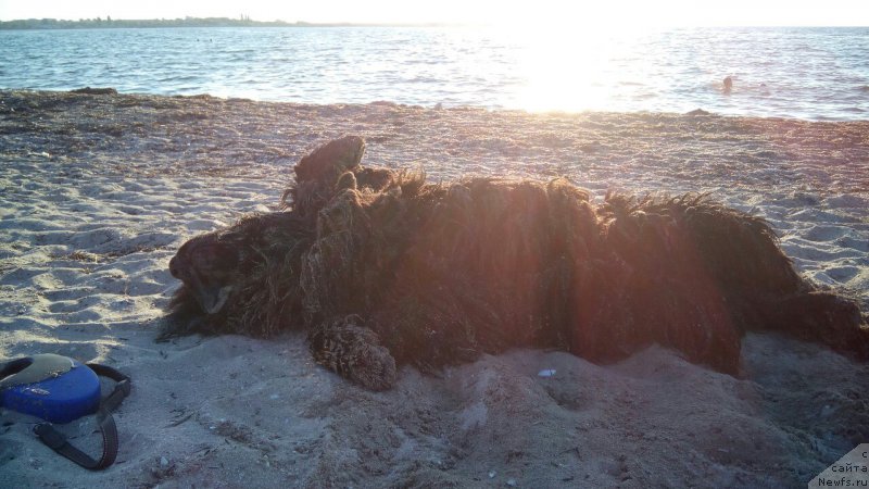 Фото: ньюфаундленд Сириус Блэк Вэй