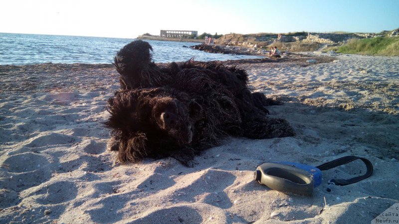 Фото: ньюфаундленд Сириус Блэк Вэй