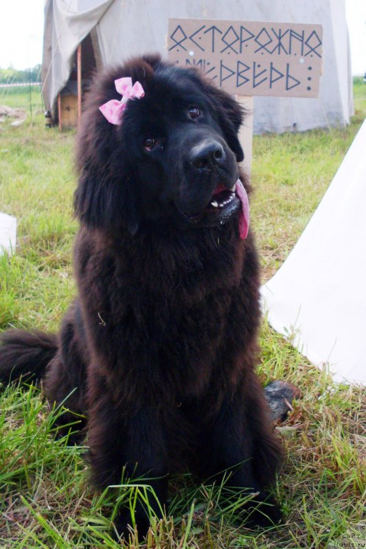 Фото: ньюфаундленд Черная Мафия Бласкберру Блоссом (Chernaya Mafia Blackberry Blossom)