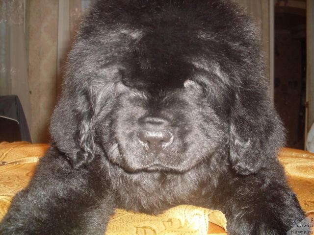 Фото: Fortuna 2009 02 02