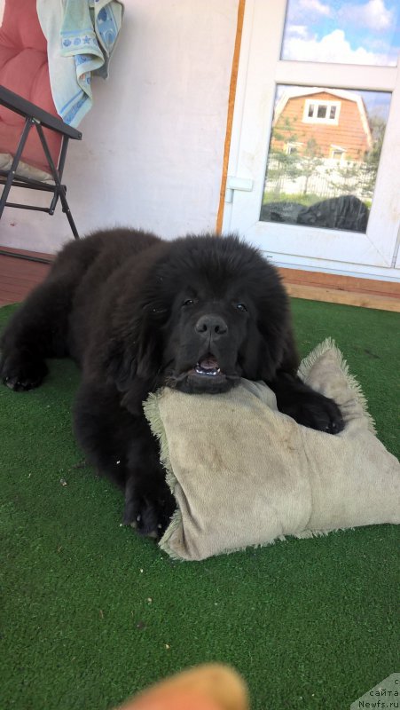 Фото: ньюфаундленд Инфант Форева Янг