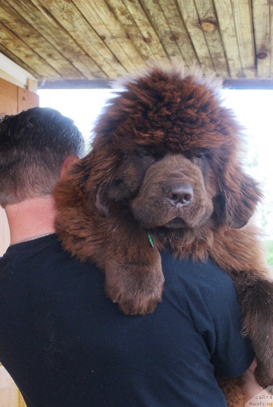 Фото: ньюфаундленд Браунблад МСК Джой Орсон