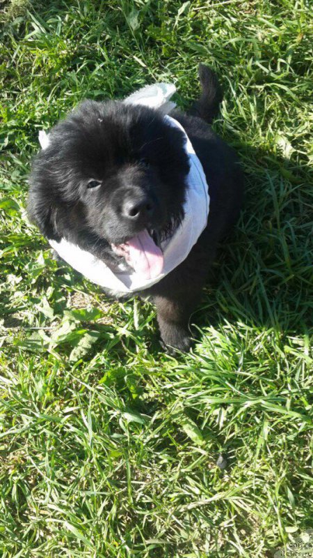 Фотография № 226750