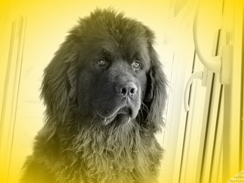 Фото: ньюфаундленд Козырный Туз с Берега Дона (Kozyrniy Tuz s Berega Dona)