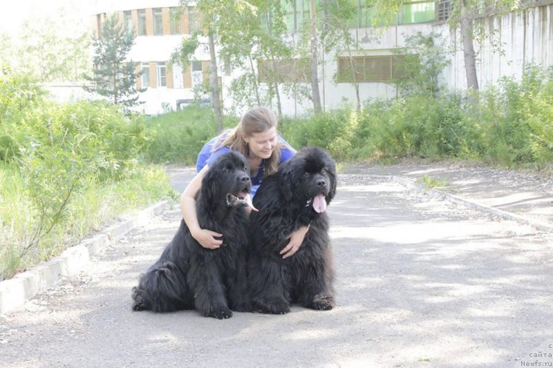 Фото: ньюфаундленд Супер Премиум Олимпиус Инферно, ньюфаундленд Купец Вакула от Сибирского Медведя