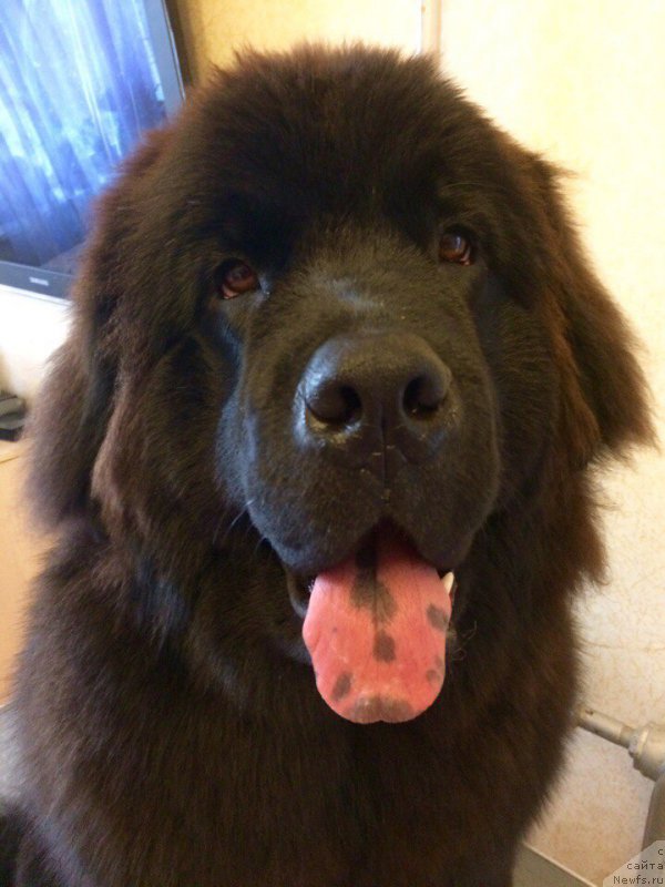 Фото: ньюфаундленд Брифт Стар Цунами, ньюфаундленд Брифт Стар Цунами