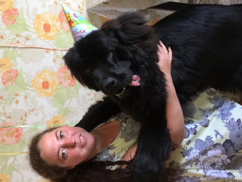 Фото: ньюфаундленд Брифт Стар Цунами, ньюфаундленд Брифт Стар Цунами