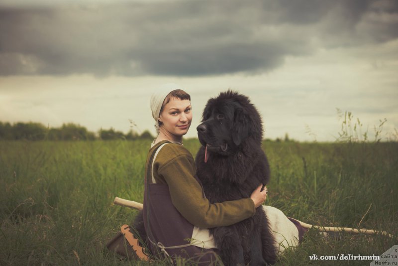 Фото: ньюфаундленд Черная Мафия Бласкберру Блоссом (Chernaya Mafia Blackberry Blossom)