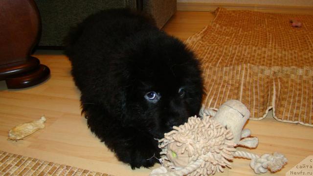 Фото: Сент Джонс Рокко Стелла ди Сант Эрамо