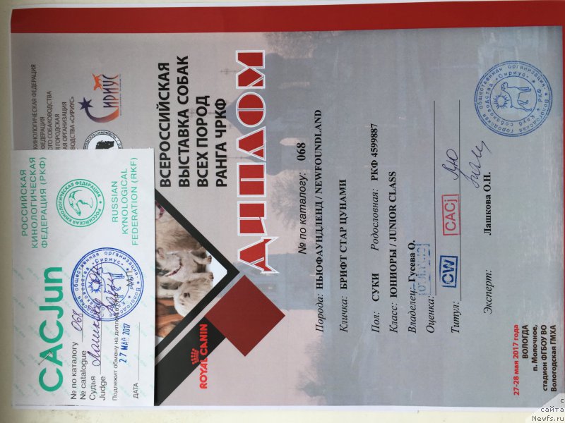 Фото: ньюфаундленд Брифт Стар Цунами